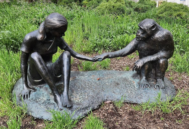 A metallic sculpture is surrounded by grass. The sculpture has a young Jane Goodall on the left reaching out to a chimpanzee on the left.