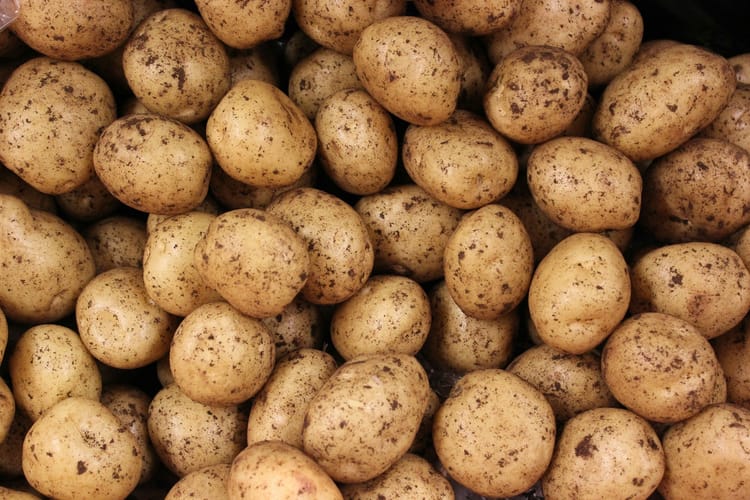 A picture of lots of potatoes together covered in soil.