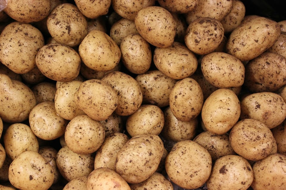 A picture of lots of potatoes together covered in soil.